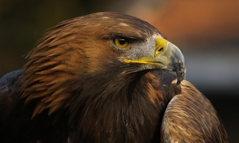 Обои орел, птица, клюв, перья, крупным планом, хищная птица, eagle, bird, beak, feathers, closeup, bird of prey разрешение 1920x1439 Загрузить