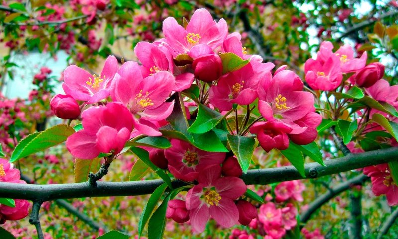 Обои цветы, природа, цветение, ветки, весна, розовые, яблоня, flowers, nature, flowering, branches, spring, pink, apple разрешение 2880x1618 Загрузить