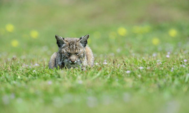 Обои дремлет, морда, кошка на траве, рысь, сон, лежит, хищник, отдых, уши, дикая кошка, face, cat on the grass, lynx, sleep, lies, predator, stay, ears, wild cat разрешение 2048x1367 Загрузить