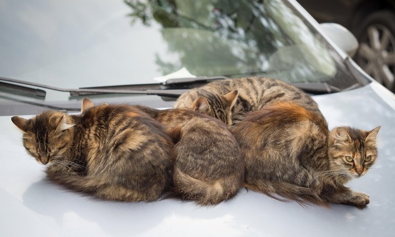 Обои машина, коты, кошки, автомобиль, machine, cats, car разрешение 4608x3456 Загрузить