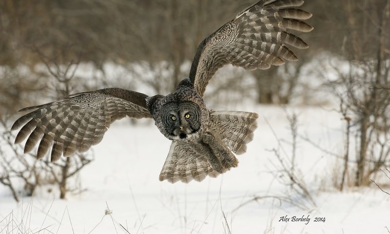 Обои сова, снег, зима, полет, крылья, птица, бородатая неясыть, неясыть, owl, snow, winter, flight, wings, bird, great grey owl разрешение 2048x1363 Загрузить