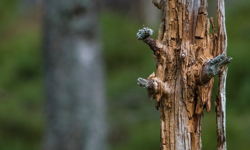 Обои природа, дерево, размытость, ствол, мертвое дерево, nature, tree, blur, trunk, dead tree разрешение 2560x1440 Загрузить