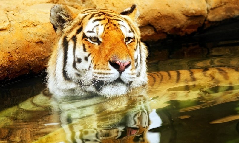 Обои тигр, морда, вода, усы, кошка, взгляд, хищник, tiger, face, water, mustache, cat, look, predator разрешение 1920x1200 Загрузить