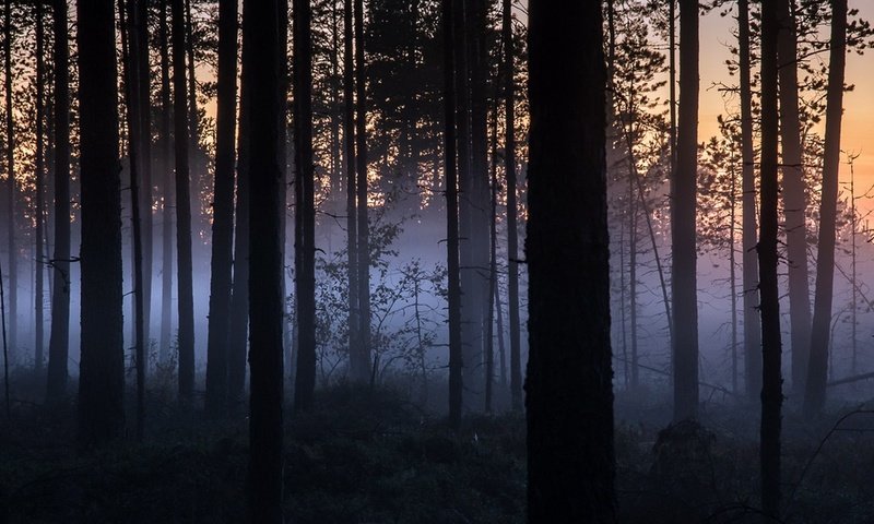 Обои ночь, деревья, природа, лес, туман, стволы, night, trees, nature, forest, fog, trunks разрешение 1920x1100 Загрузить