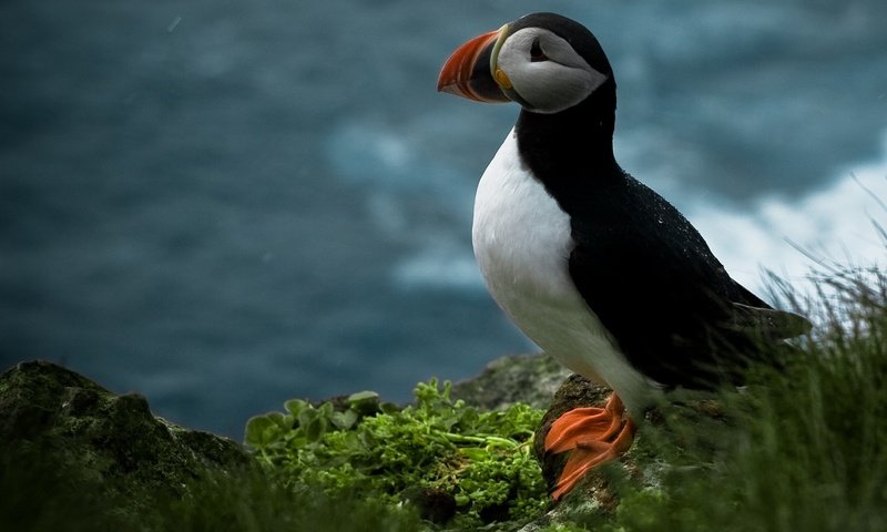 Обои трава, птица, клюв, тупик, атлантический тупик, grass, bird, beak, stalled, atlantic puffin разрешение 2436x1875 Загрузить