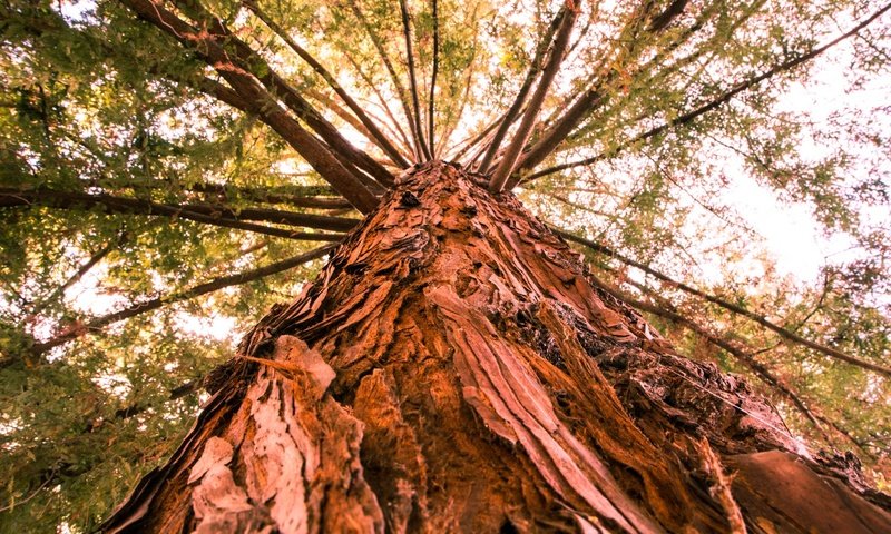 Обои дерево, ветки, ствол, кора, вид снизу, tree, branches, trunk, bark, bottom view разрешение 2048x1365 Загрузить