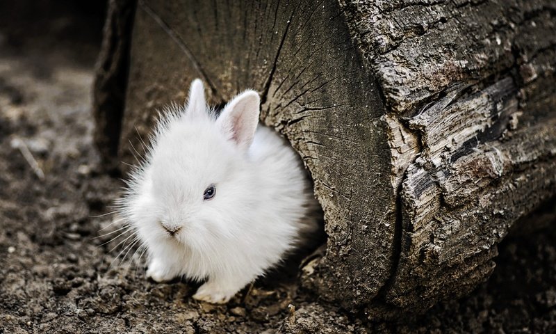 Обои кролик, животное, бревно, зайчик, детеныш, rabbit, animal, log, bunny, cub разрешение 1920x1200 Загрузить