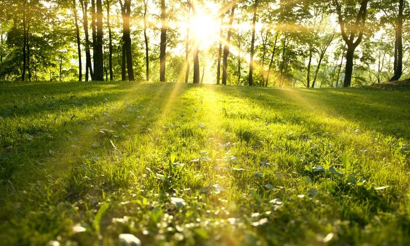 Обои трава, деревья, природа, пейзаж, солнечные лучи, солнечный свет, grass, trees, nature, landscape, the sun's rays, sunlight разрешение 4500x3000 Загрузить