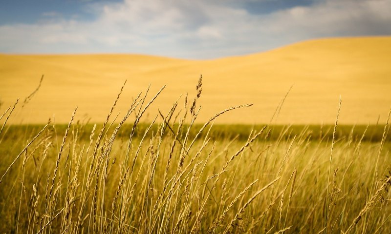 Обои трава, природа, макро, поле, размытость, колоски, grass, nature, macro, field, blur, spikelets разрешение 2048x1177 Загрузить