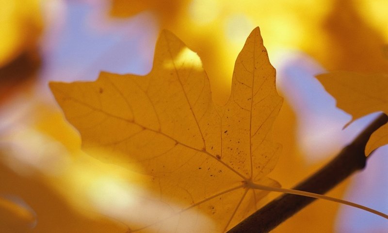 Обои ветка, желтый, осень, лист, прожилки, клен, кленовый лист, branch, yellow, autumn, sheet, veins, maple, maple leaf разрешение 2312x1526 Загрузить