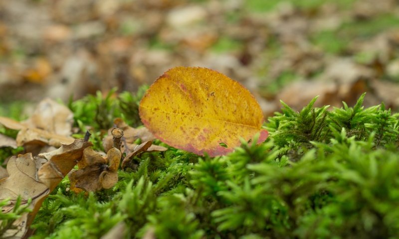 Обои природа, осень, лист, размытость, мох, сухие листья, nature, autumn, sheet, blur, moss, dry leaves разрешение 5456x3632 Загрузить