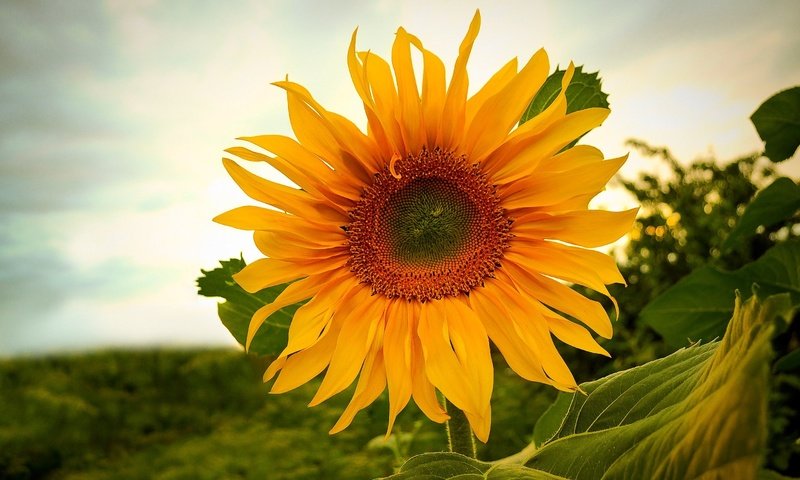 Обои небо, природа, цветок, поле, подсолнух, растение, the sky, nature, flower, field, sunflower, plant разрешение 1920x1375 Загрузить