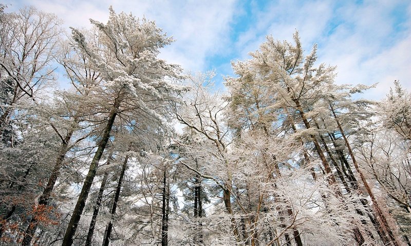 Обои небо, облака, деревья, снег, природа, зима, ветки, иней, the sky, clouds, trees, snow, nature, winter, branches, frost разрешение 1920x1200 Загрузить