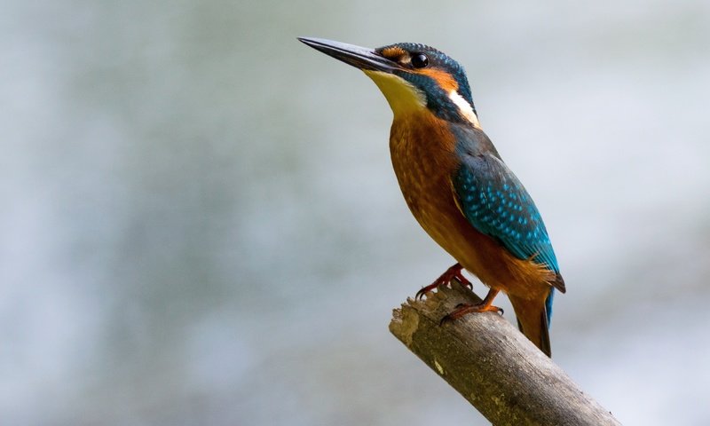 Обои птица, клюв, перья, боке, зимородок, bird, beak, feathers, bokeh, kingfisher разрешение 3886x2186 Загрузить