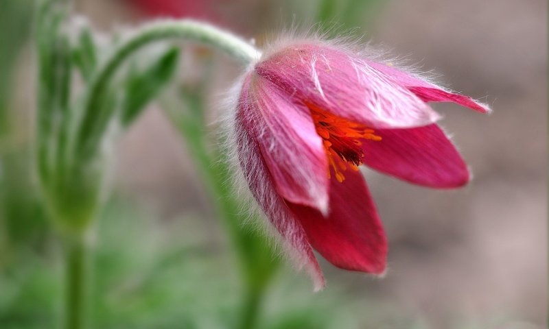 Обои макро, цветок, боке, сон-трава, прострел, macro, flower, bokeh, sleep-grass, cross разрешение 2048x1332 Загрузить