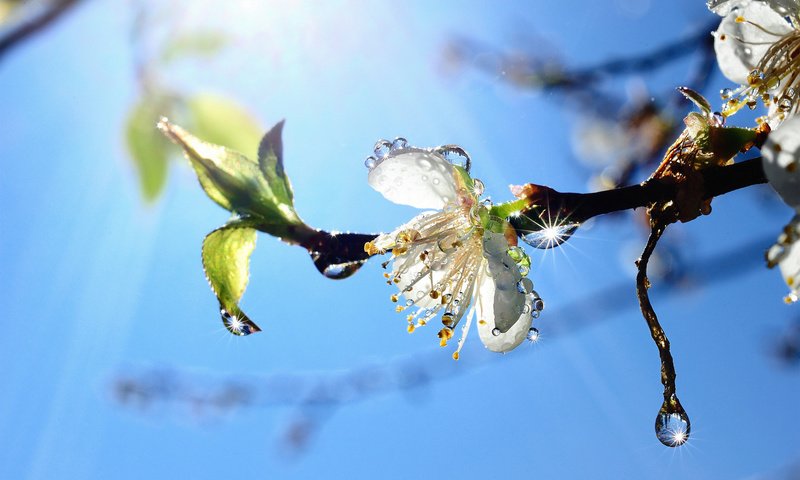 Обои ветка, природа, цветение, капли, весна, яблоня, branch, nature, flowering, drops, spring, apple разрешение 1920x1200 Загрузить