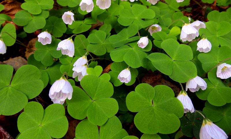 Обои цветы, листья, лепестки, кислица, заячья капуста, flowers, leaves, petals, oxalis, hare cabbage разрешение 2560x1600 Загрузить