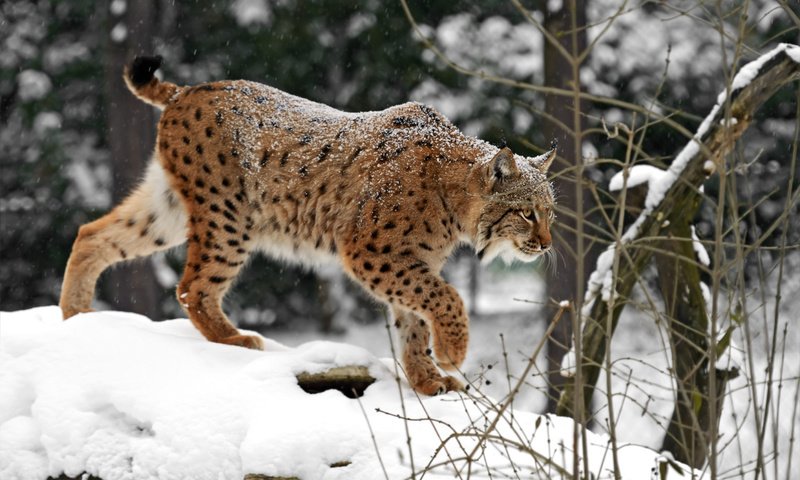 Обои снег, зима, рысь, хищник, дикая кошка, snow, winter, lynx, predator, wild cat разрешение 1920x1200 Загрузить