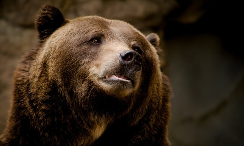 Обои морда, фон, портрет, медведь, животное, бурый медведь, face, background, portrait, bear, animal, brown bear разрешение 1920x1080 Загрузить