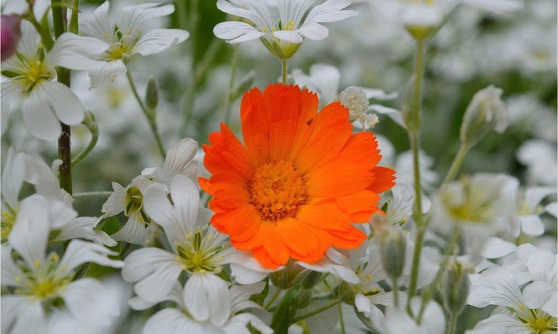 Обои цветы, лепестки, календула, ясколка, flowers, petals, calendula, cerastium разрешение 3004x1887 Загрузить