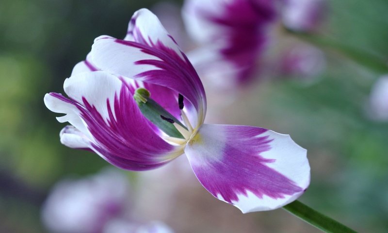 Обои макро, цветок, лепестки, размытость, весна, тюльпан, macro, flower, petals, blur, spring, tulip разрешение 2048x1360 Загрузить