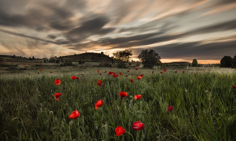 Обои небо, красные, цветы, маки, трава, облака, природа, пейзаж, поле, лето, the sky, red, flowers, maki, grass, clouds, nature, landscape, field, summer разрешение 2560x1643 Загрузить