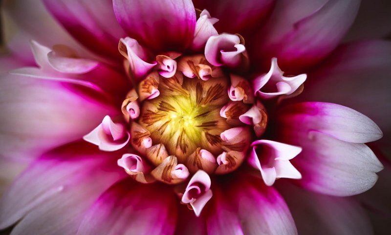 Обои макро, цветок, лепестки, георгин, macro, flower, petals, dahlia разрешение 2048x1152 Загрузить