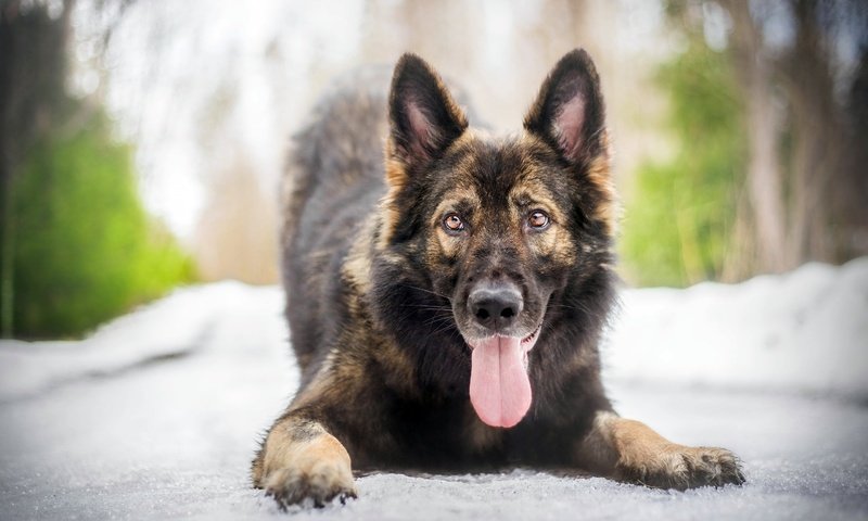 Обои морда, собака, язык, немецкая овчарка, овчарка, face, dog, language, german shepherd, shepherd разрешение 2880x1800 Загрузить