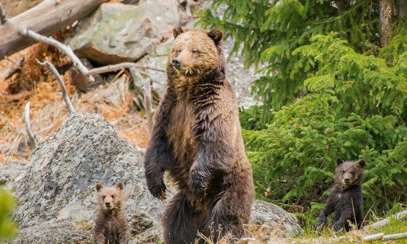 Обои природа, медведь, хищник, семья, медведи, медвежата, nature, bear, predator, family, bears разрешение 2560x1707 Загрузить