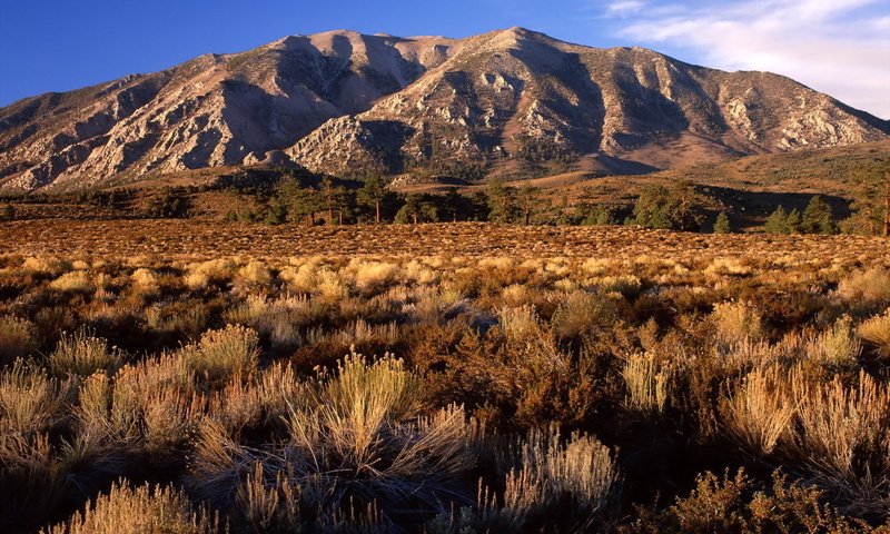 Обои равнина, калифорния, сопка, кустарник, plain, ca, hill, shrub разрешение 1920x1200 Загрузить