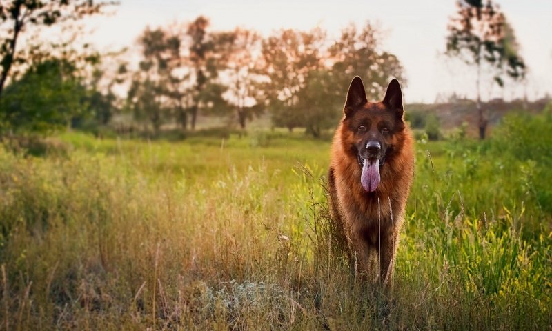 Обои трава, закат, собака, луг, язык, немецкая овчарка, овчарка, grass, sunset, dog, meadow, language, german shepherd, shepherd разрешение 1920x1080 Загрузить