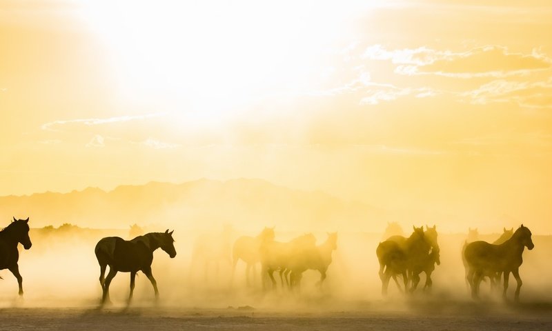 Обои утро, туман, лошади, кони, табун, солнечный свет, morning, fog, horse, horses, the herd, sunlight разрешение 2843x1440 Загрузить