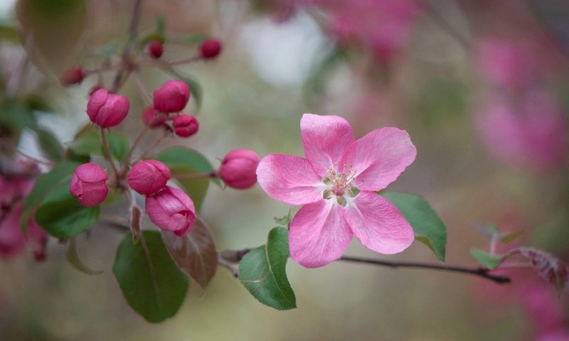 Обои ветка, цветение, бутоны, макро, цветок, весна, яблоня, branch, flowering, buds, macro, flower, spring, apple разрешение 3000x1993 Загрузить