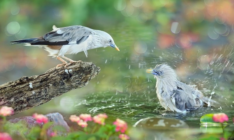 Обои вода, природа, брызги, птицы, коряга, тропики, sue hsu, water, nature, squirt, birds, snag, tropics разрешение 2048x1365 Загрузить