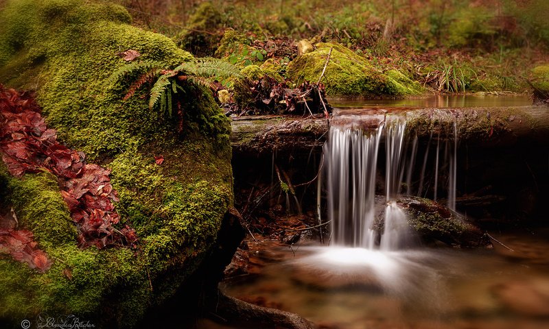 Обои река, природа, ручей, водопад, швейцария, мох, папоротник, river, nature, stream, waterfall, switzerland, moss, fern разрешение 1920x1200 Загрузить