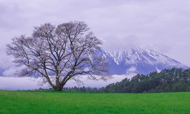 Обои природа, дерево, пейзаж, гора, луг, весна, снежные вершины, nature, tree, landscape, mountain, meadow, spring, snowy peaks разрешение 1920x1080 Загрузить