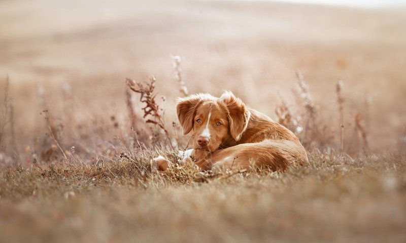 Обои собака, щенок, ретривер, новошотландский ретривер, сухая трава, averyanova anna, dog, puppy, retriever, nova scotia duck tolling retriever, dry grass, anna averyanova разрешение 1920x1200 Загрузить