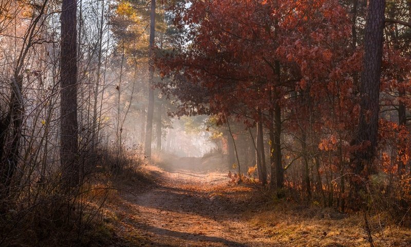 Обои дорога, природа, лес, листья, туман, осень, road, nature, forest, leaves, fog, autumn разрешение 1920x1200 Загрузить