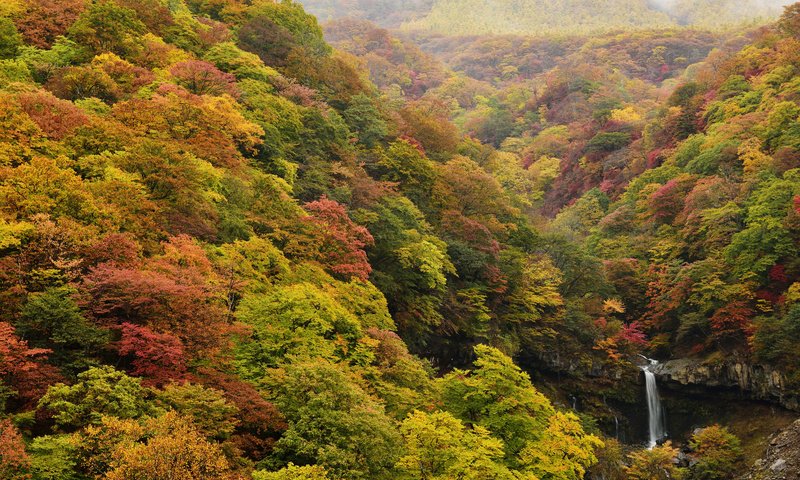 Обои природа, лес, водопад, осень, япония, ирохадзака, nature, forest, waterfall, autumn, japan, irohazaka разрешение 5616x3748 Загрузить