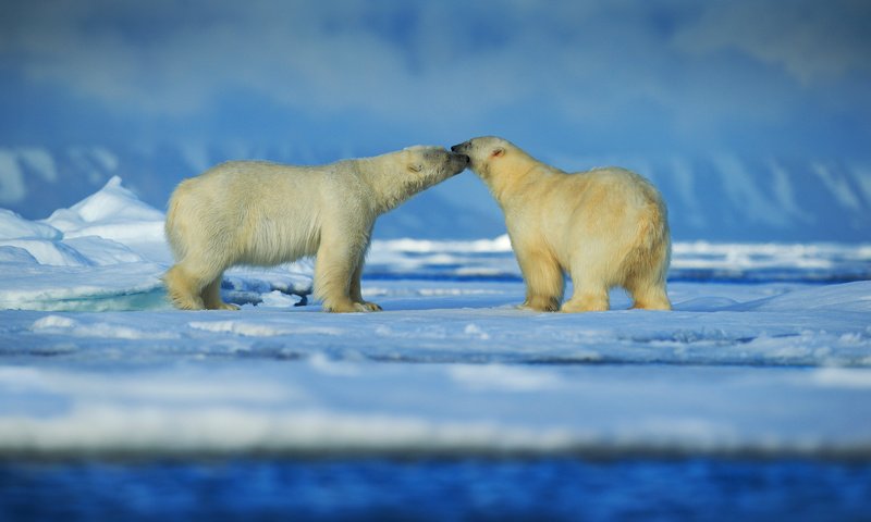 Обои снег, зима, животные, пара, медведи, белый медведь, snow, winter, animals, pair, bears, polar bear разрешение 6000x4000 Загрузить