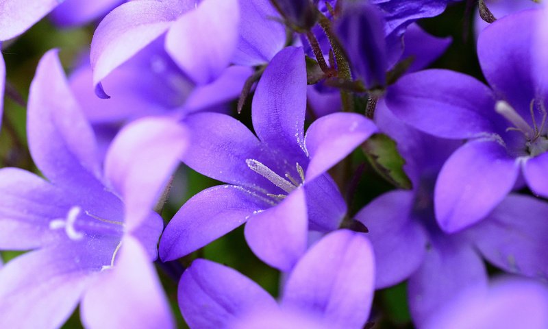 Обои цветы, природа, колокольчики, фиолетовые, flowers, nature, bells, purple разрешение 2048x1365 Загрузить