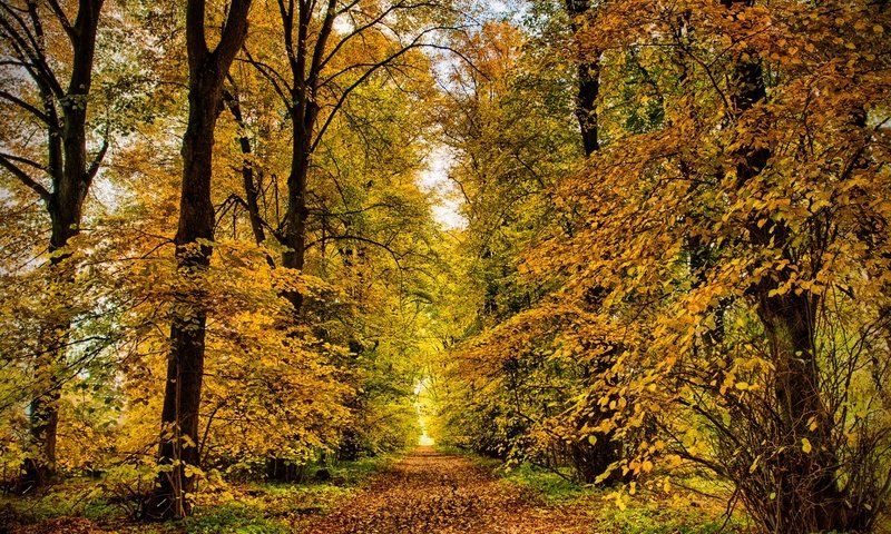 Обои природа, парк, осень, аллея, nature, park, autumn, alley разрешение 1920x1200 Загрузить