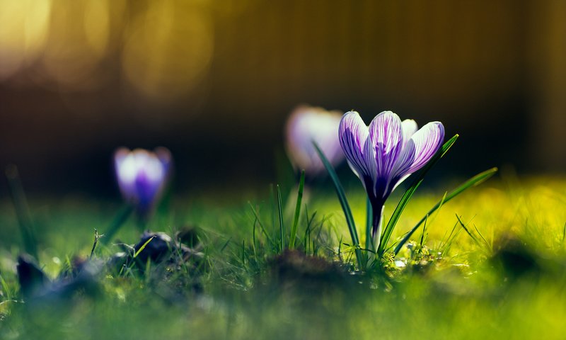 Обои цветы, весна, крокусы, flowers, spring, crocuses разрешение 1920x1200 Загрузить