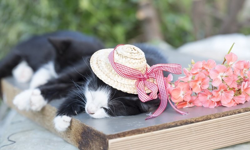 Обои кот, кошка, сон, котенок, шляпа, cat, sleep, kitty, hat разрешение 1920x1200 Загрузить