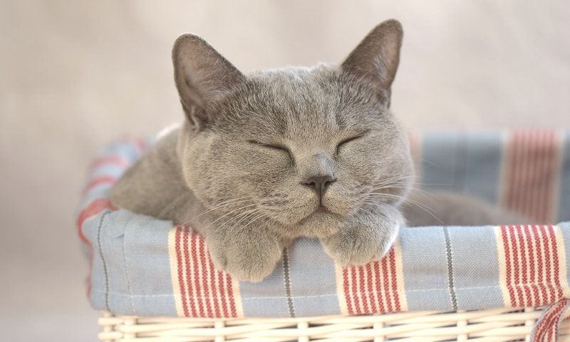 Обои кот, кошка, сон, корзина, cat, sleep, basket разрешение 3840x2400 Загрузить