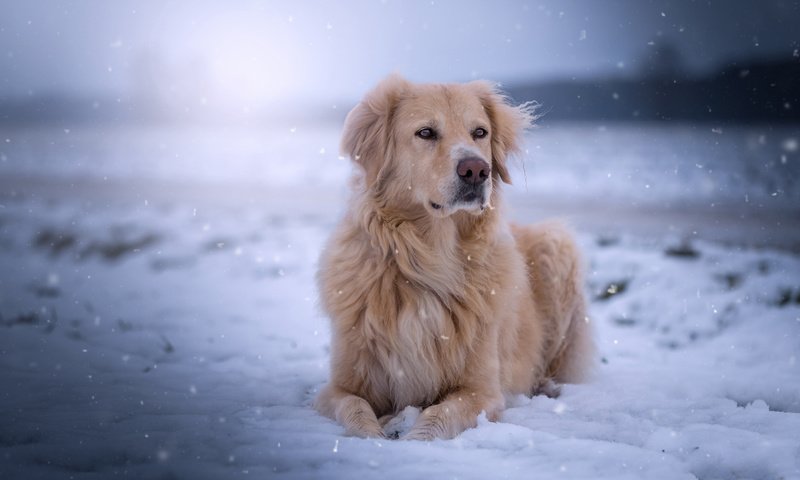 Обои снег, мордочка, взгляд, собака, золотистый ретривер, голден ретривер, snow, muzzle, look, dog, golden retriever разрешение 1920x1200 Загрузить
