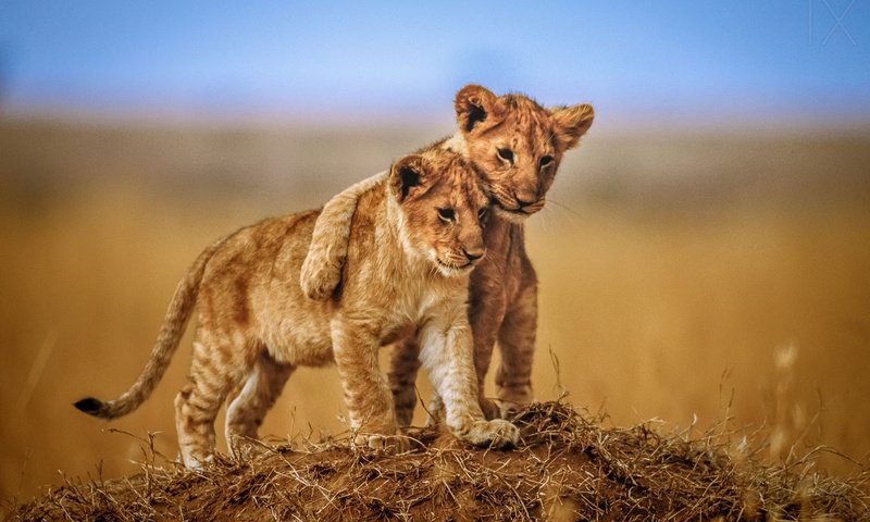 Обои львы, львята, детеныши, lions, the cubs, cubs разрешение 1920x1200 Загрузить