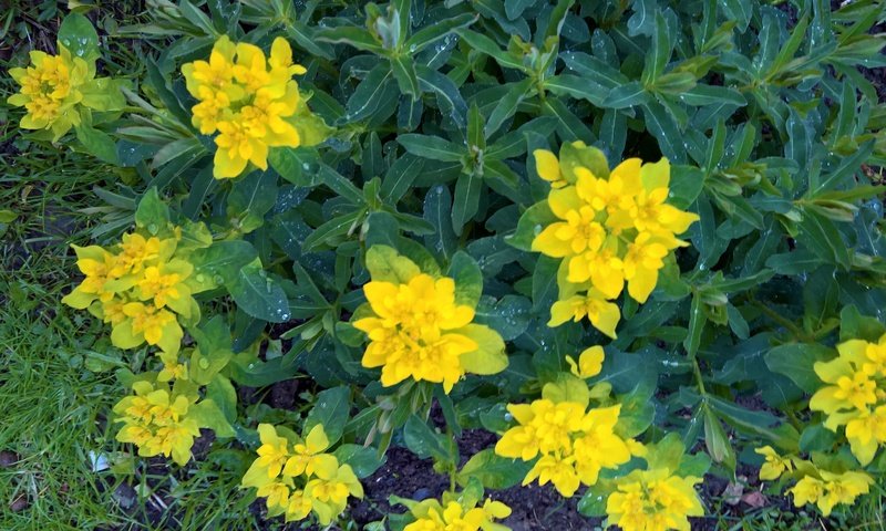 Обои цветы, стиль, желтое, клумба, дача, flowers, style, yellow, flowerbed, cottage разрешение 4785x3008 Загрузить