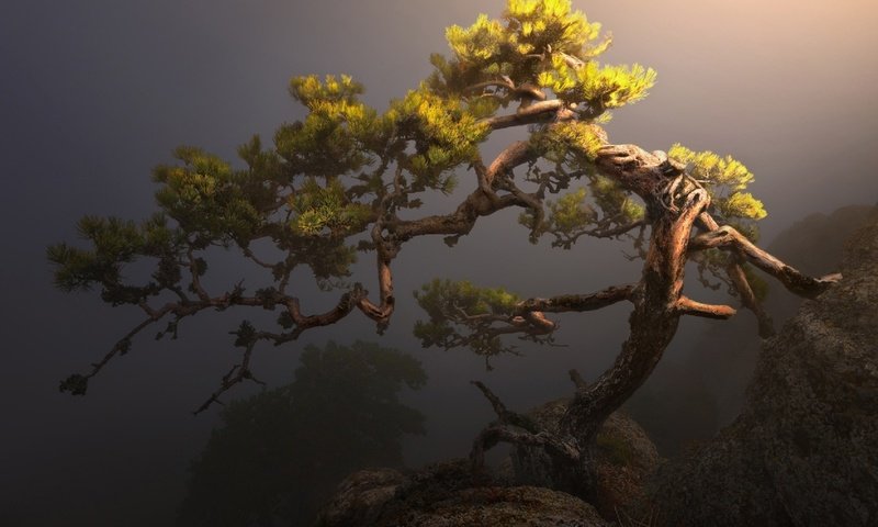 Обои свет, горы, солнце, сосна, ilya melikhov, light, mountains, the sun, pine разрешение 1920x1281 Загрузить