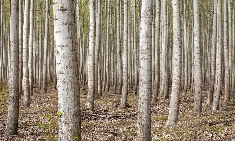 Обои деревья, лес, березы, сша, роща, орегон, trees, forest, birch, usa, grove, oregon разрешение 1920x1080 Загрузить